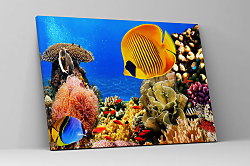 Obraz Ryby Rybky Rybičky zs1145